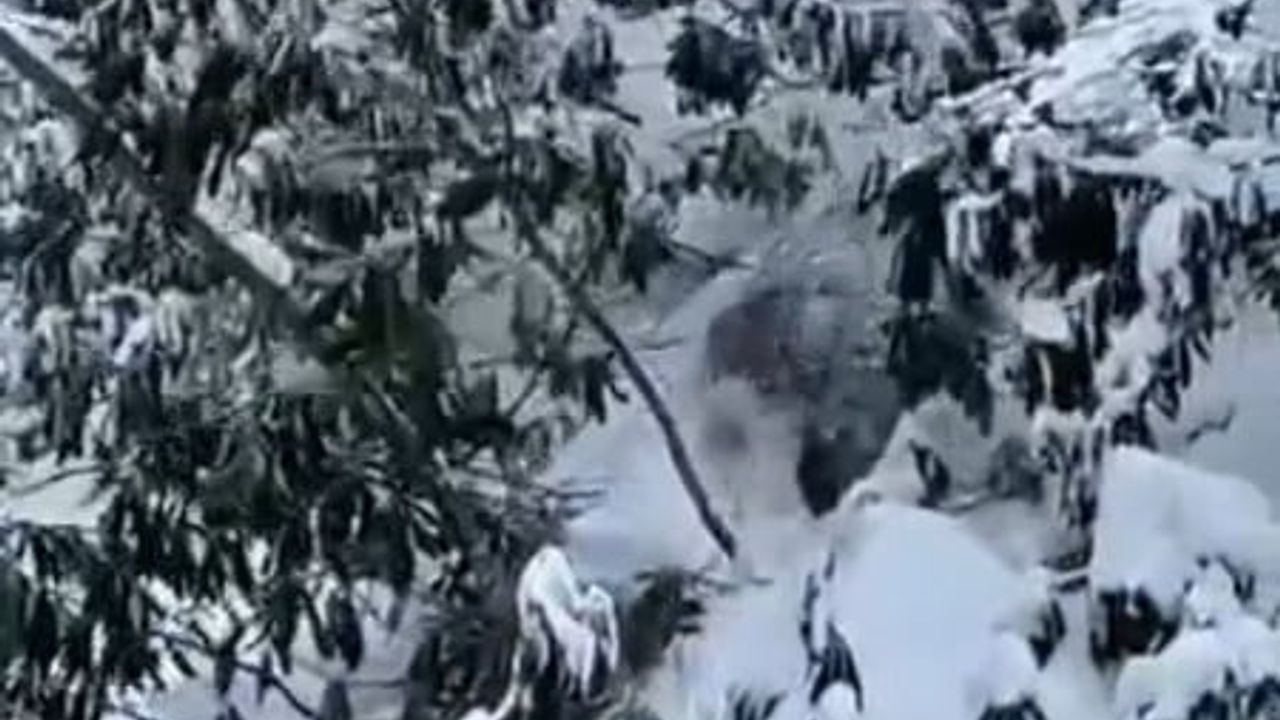 Kastamonu'da karda yürümeye çalışan bozayı ve yola inen ayılar kamerada