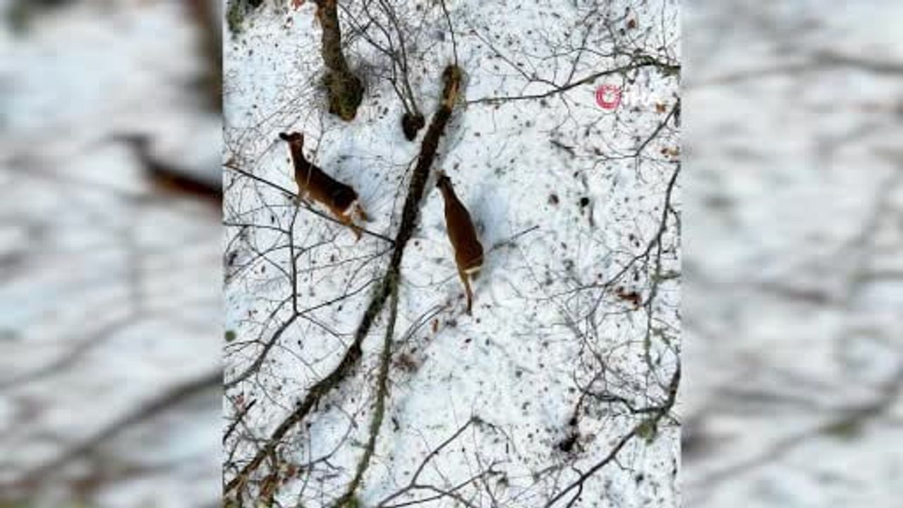 Kastamonu'da karla kaplı ormanda karacalar dronla kaydedildi