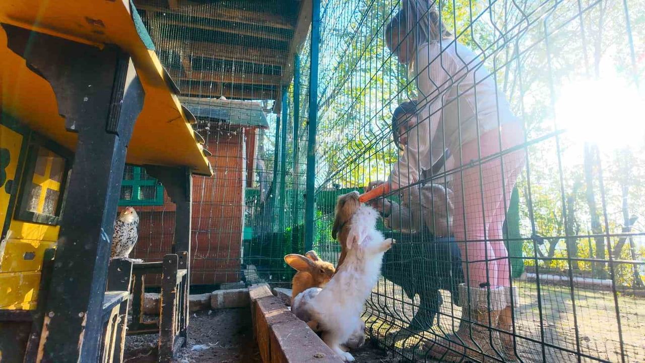 Keçi, ördek, tavuk ve tavşanla eğitim: Kocaeli Atlantis'te hayvan terapisi