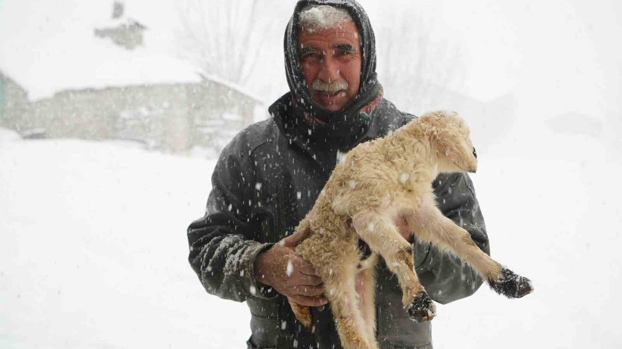 Keçi sürüsü karla mücadeleyi kazandı: 6 kilometrelik parkuru 4 saatte katettiler