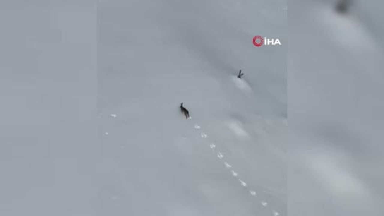 Keltepe'de kar üzerinde yaban tavşanı görüntülendi