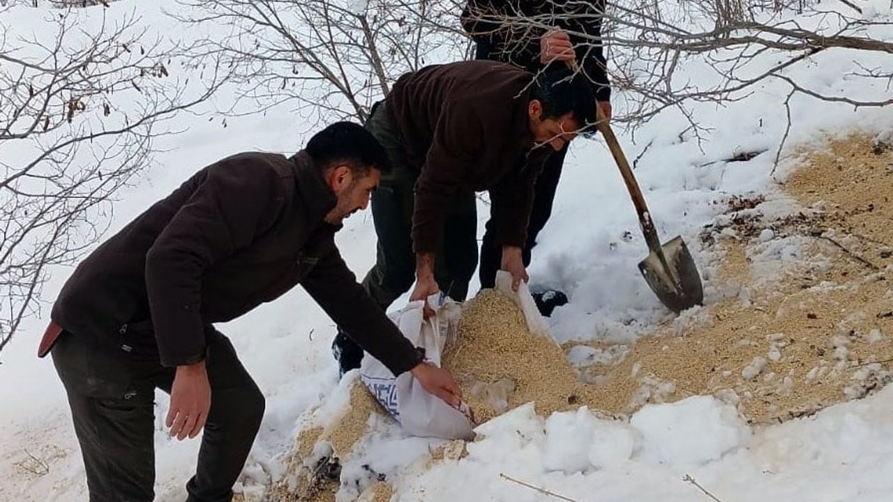 Kemah’ta yaban hayvanlarına kış desteği: Doğaya yem bırakıldı