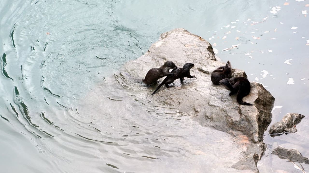 Kemaliye'de Fırat Nehri'nde 4 Su Samuru Görüntülendi