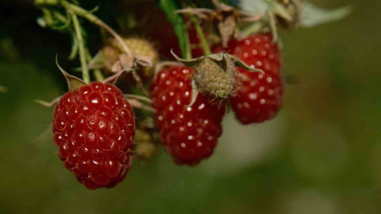Kestel, ahududu ve böğürtlen üretimini Sırbistan modeliyle güçlendirecek