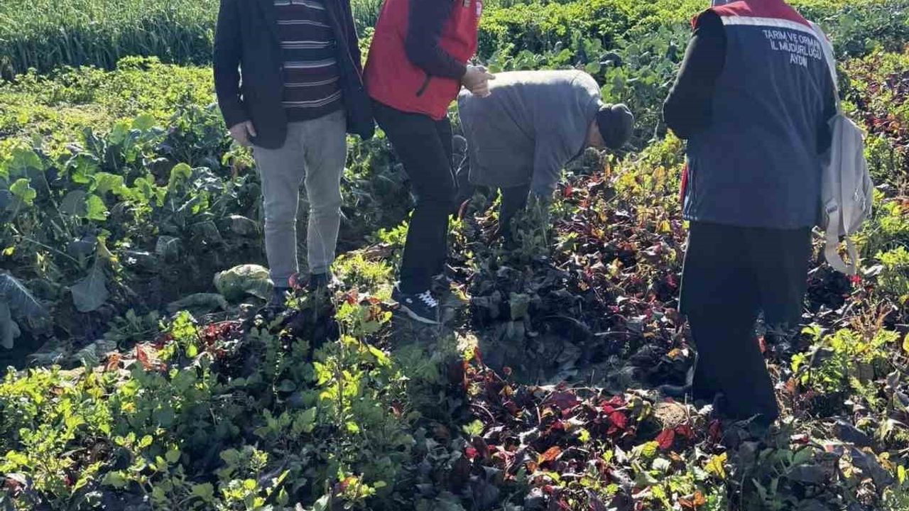 Kimyasalsız kışlık sebze üretimi yerinde incelendi — Efeler