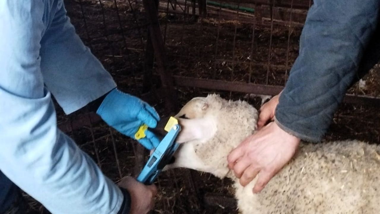 Kırklareli'de küpe takılan damızlık kuzulara brusella ve şap aşısı