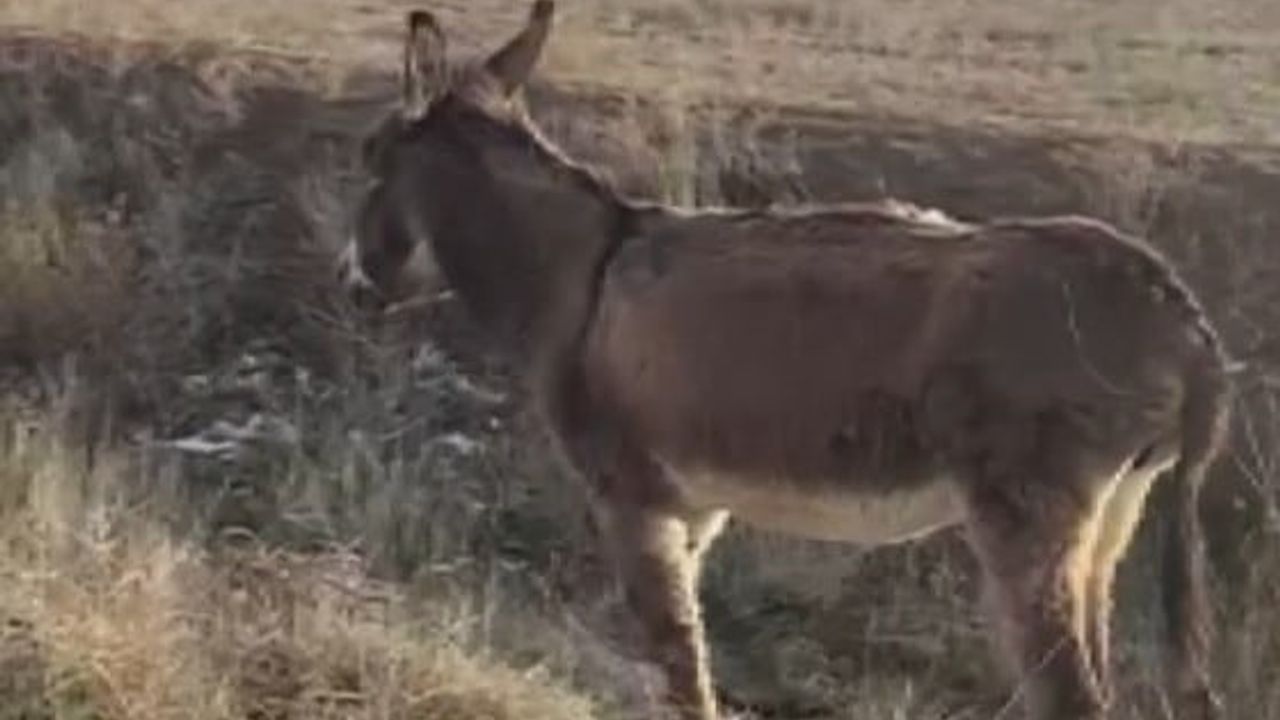Kırşehir'de Yaralı Eşeği Sahiplendi: Köylünün Duyarlı Müdahalesi