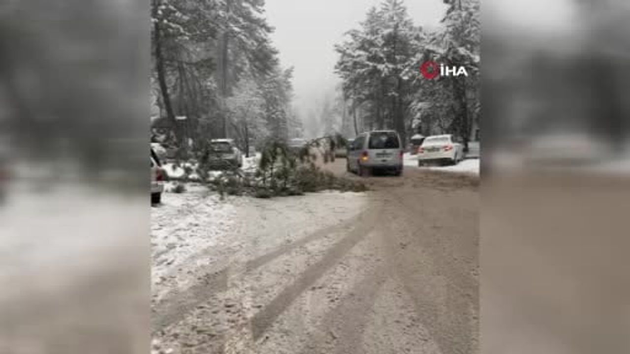 Kızılcahamam’da Kar Ağırlığı Çam Ağacını Yola Devrildi