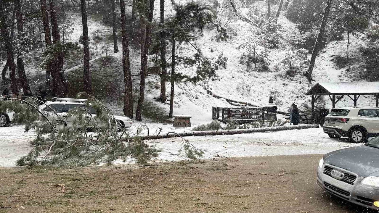 Kızılcahamam'da kar yükü bir çam ağacını yola devirdi
