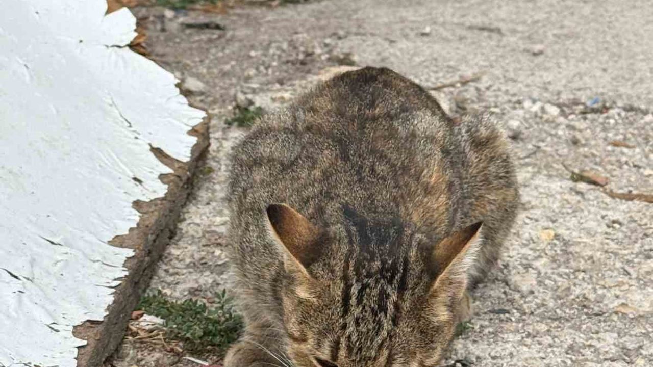 Kızılcahamam’da Yemek Atıkları Sokak Hayvanlarına Mama Oldu