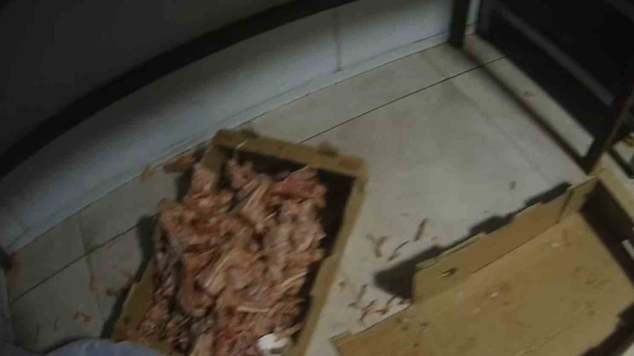 Kocaeli Çayırova'da ruhsatsız tavuk parçalama tesisi mühürlendi