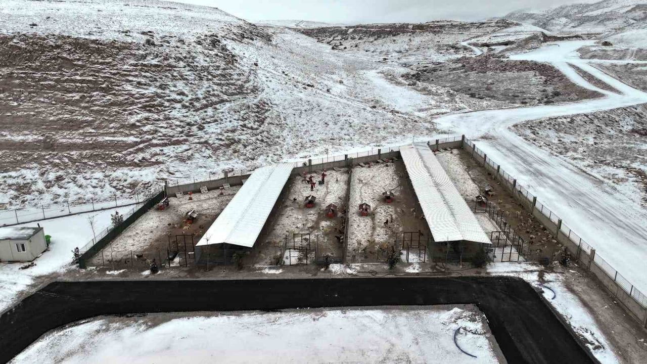 Kocasinan'da sokak hayvanlarına sıcak yuva: Hayvan Bakımevi ve Rehabilitasyon Merkezi