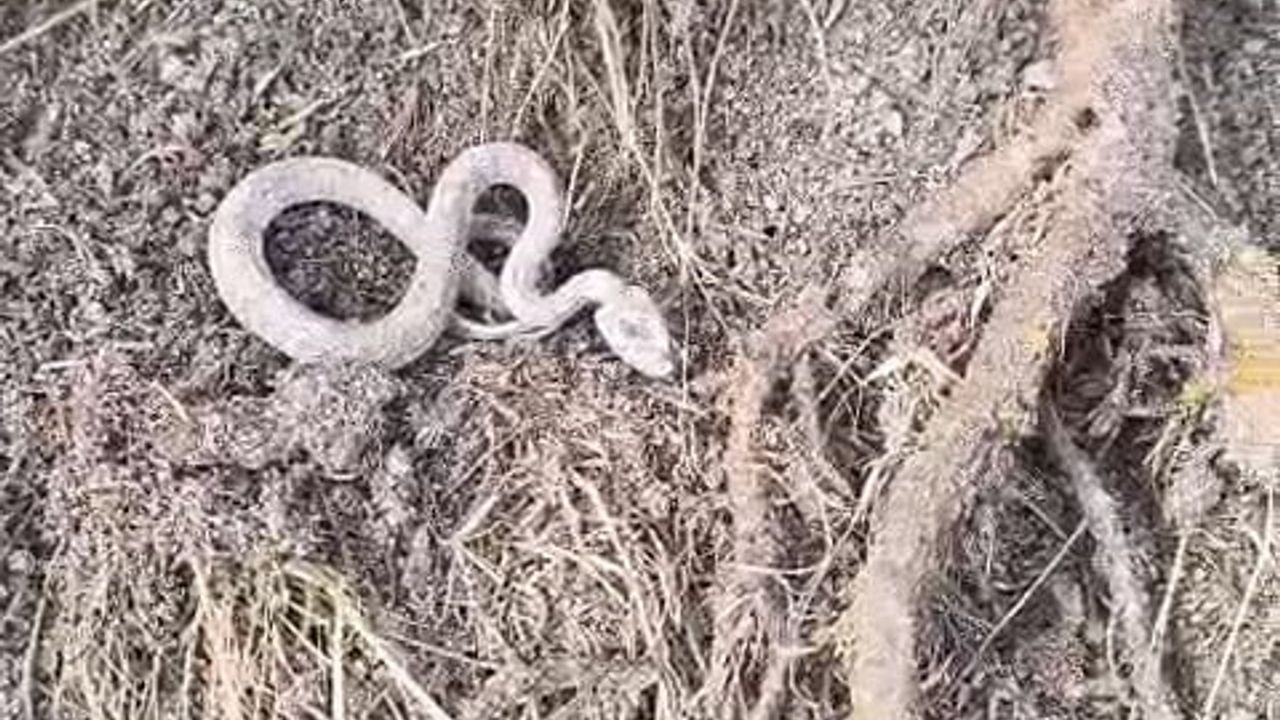 Köklüce'de Kış Uykusuna Yatmamış Yılan Cep Telefonuyla Kaydedildi