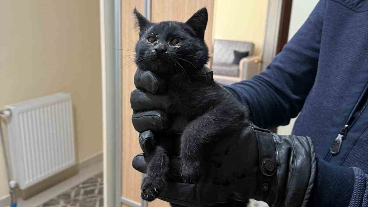 Konya'da bacaya giren kedi itfaiyenin 6 saatlik çalışmasıyla kurtarıldı