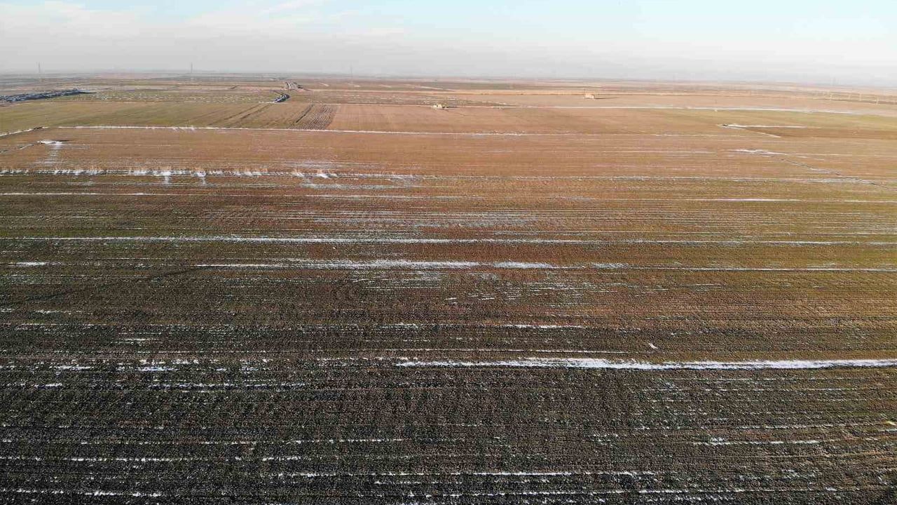 Konya Ovası’nda karsız sezon hububat tarlalarını risk altında bıraktı