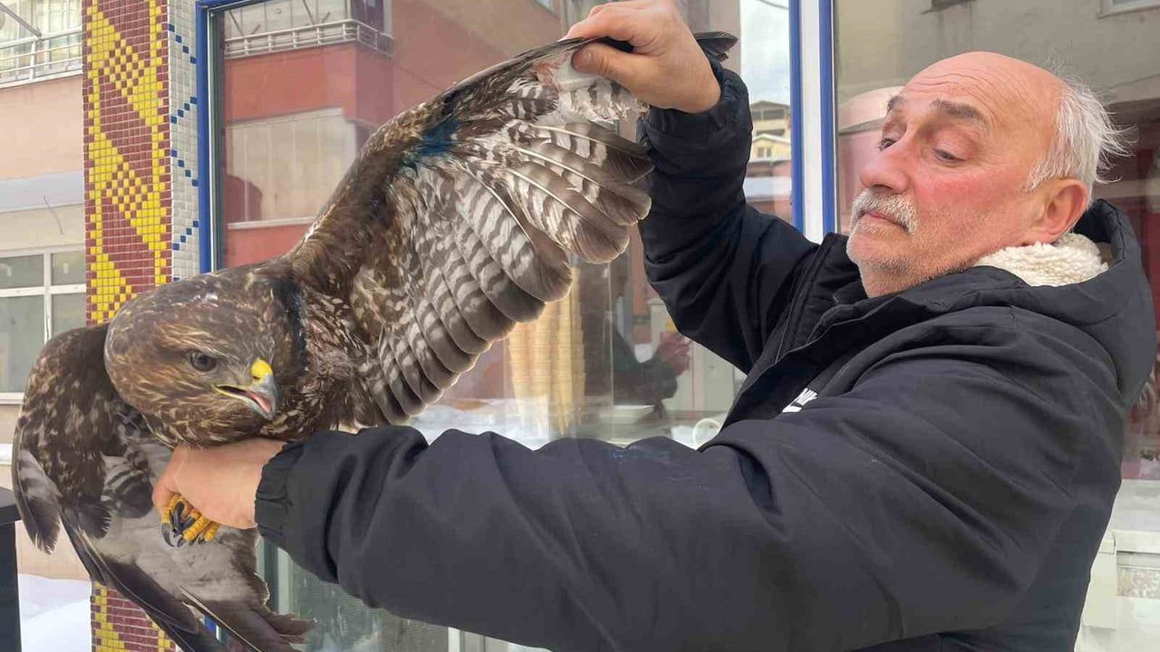 Korgan'da Yaralı Boz Şahin Veterinerde Tedavi Edilip Koruma Ekiplerine Teslim Edildi