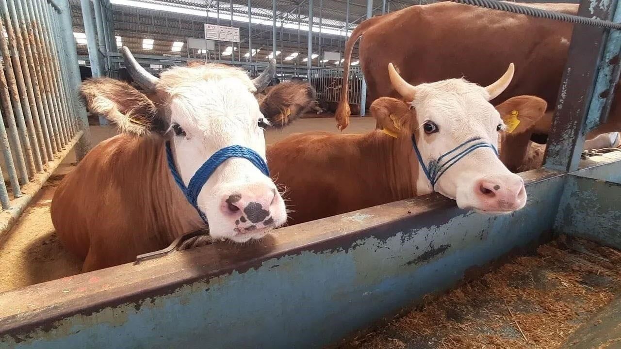 Köşk'te şap karantinası kaldırıldı