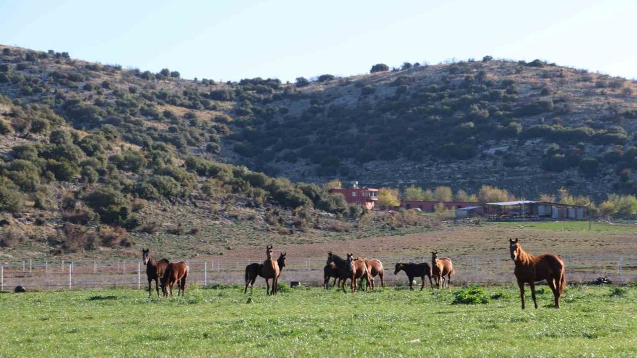 Kozan, milyonluk safkan İngiliz ve Arap atlarının üretim merkezi