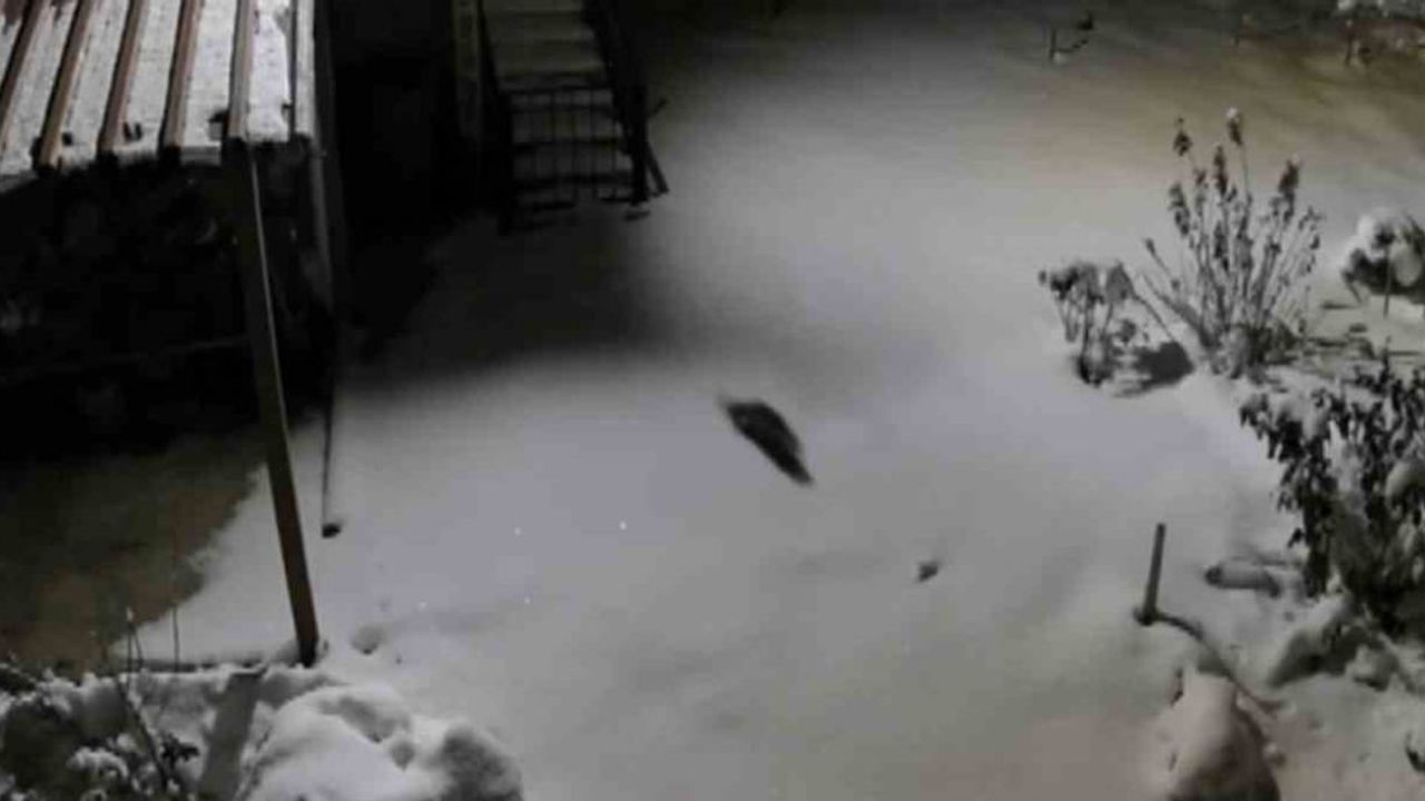 Kulp'ta aç kalan kaya sansarı yerleşimlere indi