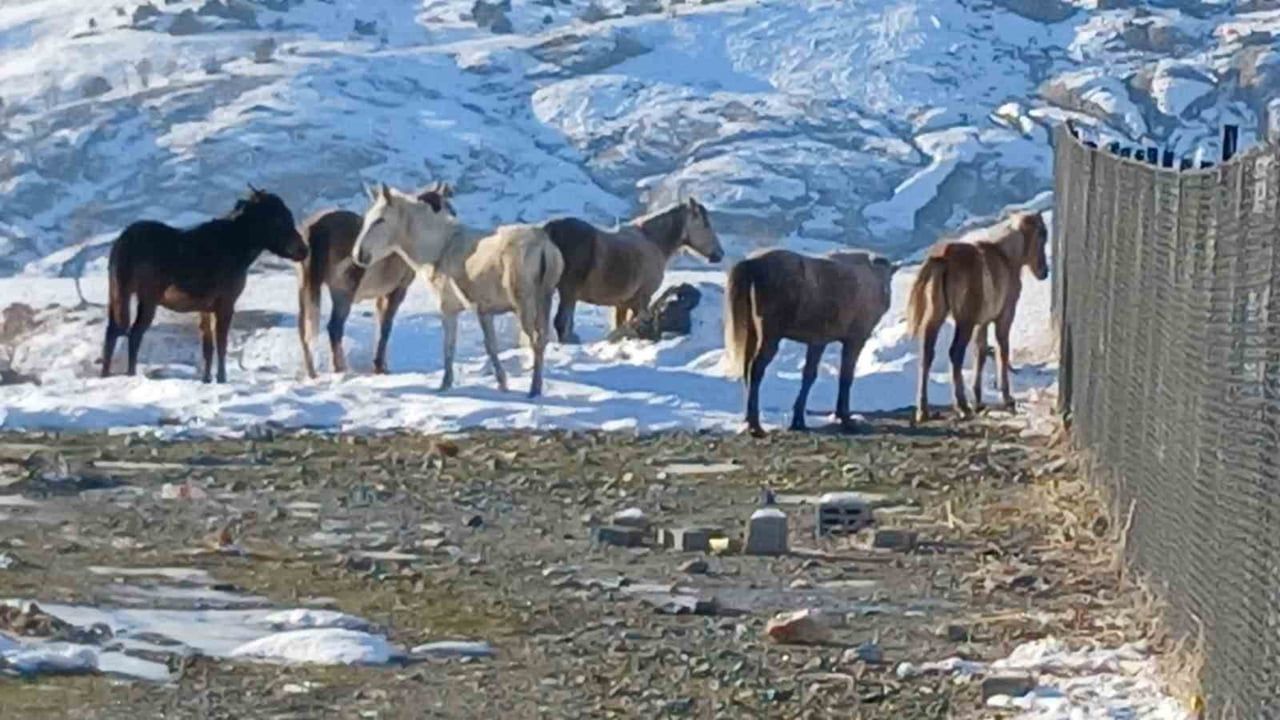 Kulp’ta yaban atları ilçe merkezine indi