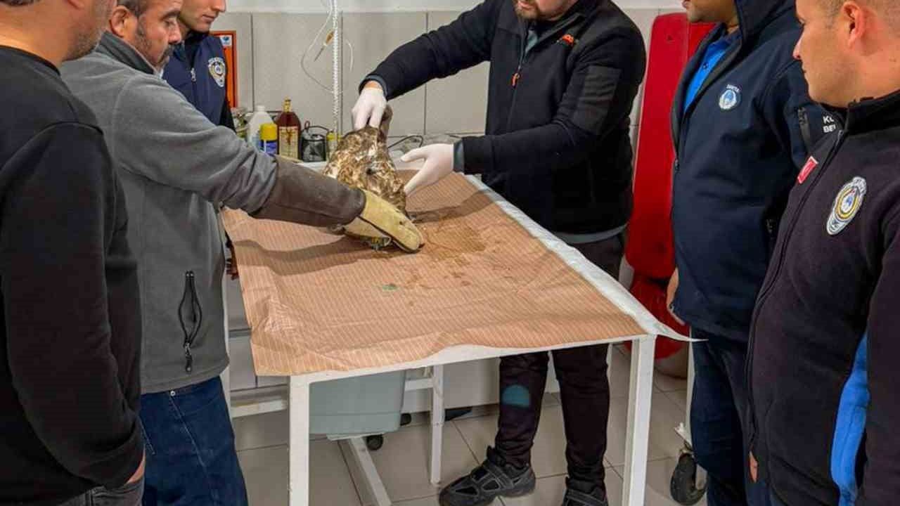 Kumluca’da Yaralı Atmaca İyileştirilip Doğaya Salındı