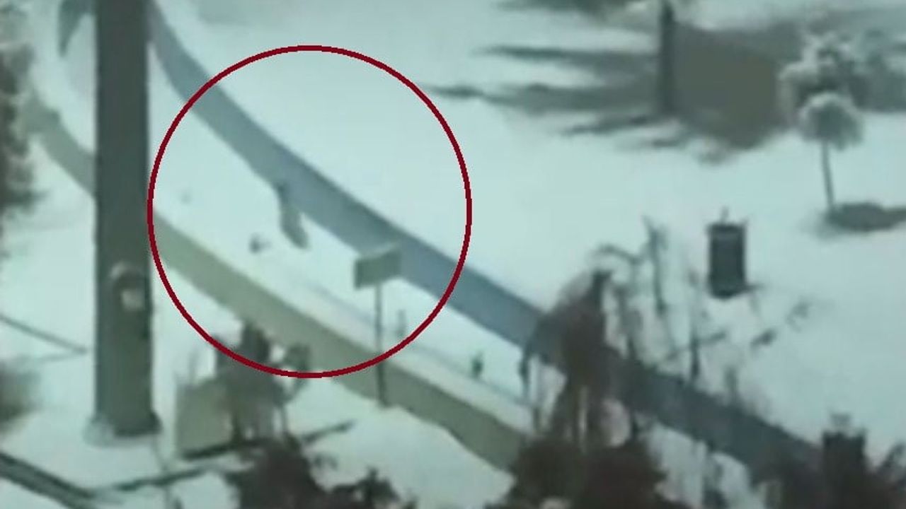 Kurtalan'da tilkiler kar nedeniyle kent merkezine indi