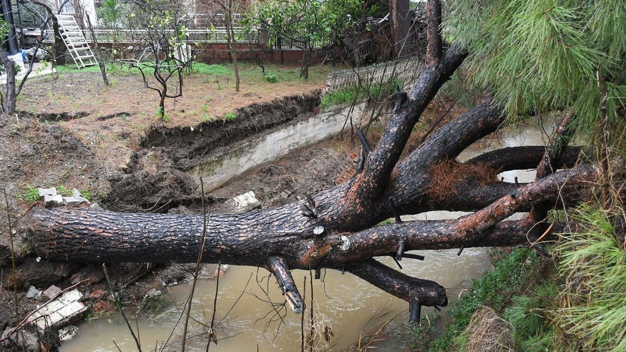 Kuşadası'nda devrilen çam ağacı dere yatağını kapattı, belediye ekipleri müdahale etti