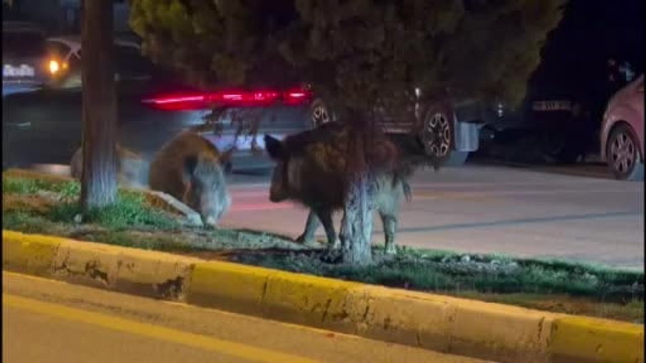 Kuşadası'nda domuz sürüleri şehir merkezinde
