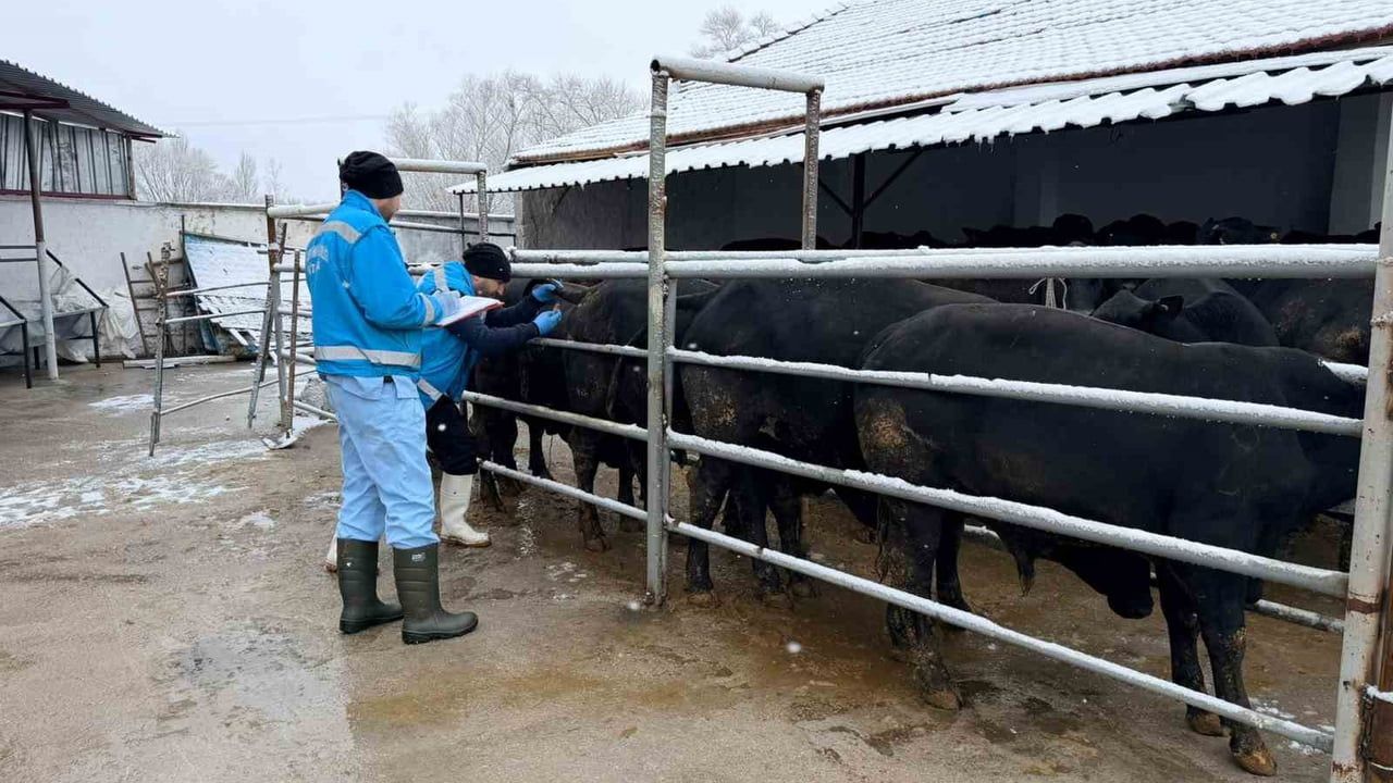 Kütahya’da ithal besilik sığırlarda millileştirme çalışmaları devam ediyor