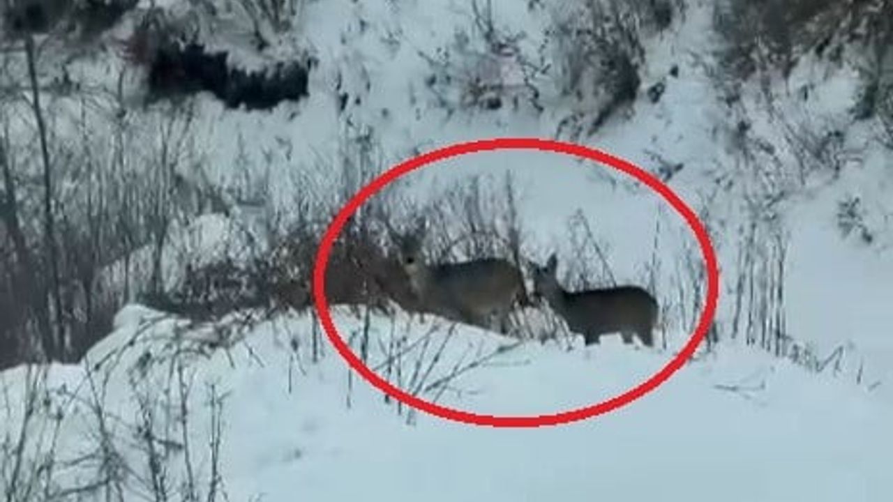 Ladik Akdağ’da karacalar cep telefonu kamerasında