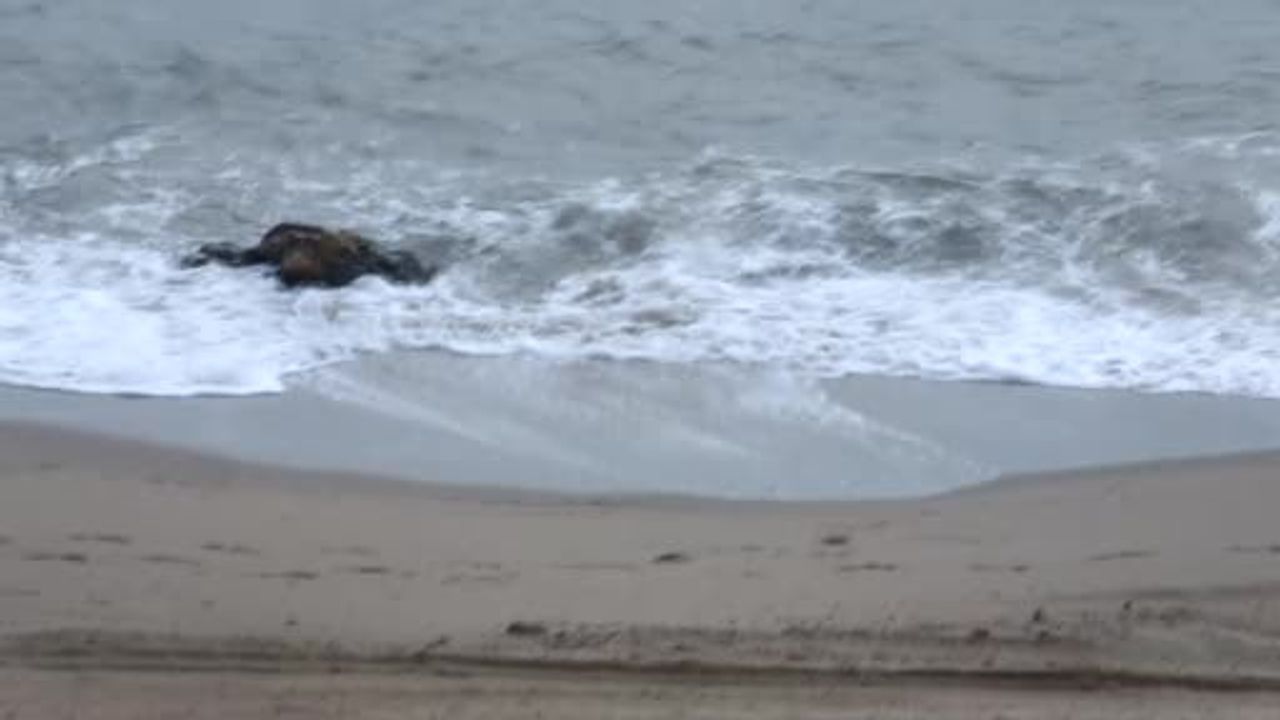 Lodos Sebebiyle 9 Yük Gemisi Edremit Körfezi’ne Sığındı