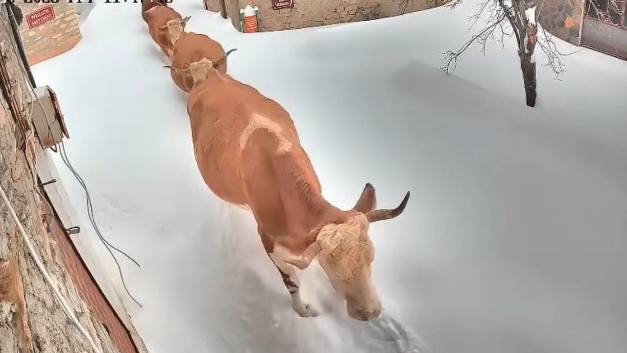 Malatya'da büyükbaş hayvanların karla mücadelesi kamerada