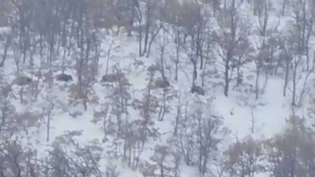 Malatya'da kar ve soğuk yiyecek arayan domuz ve kurtları yerleşimlere indirdi