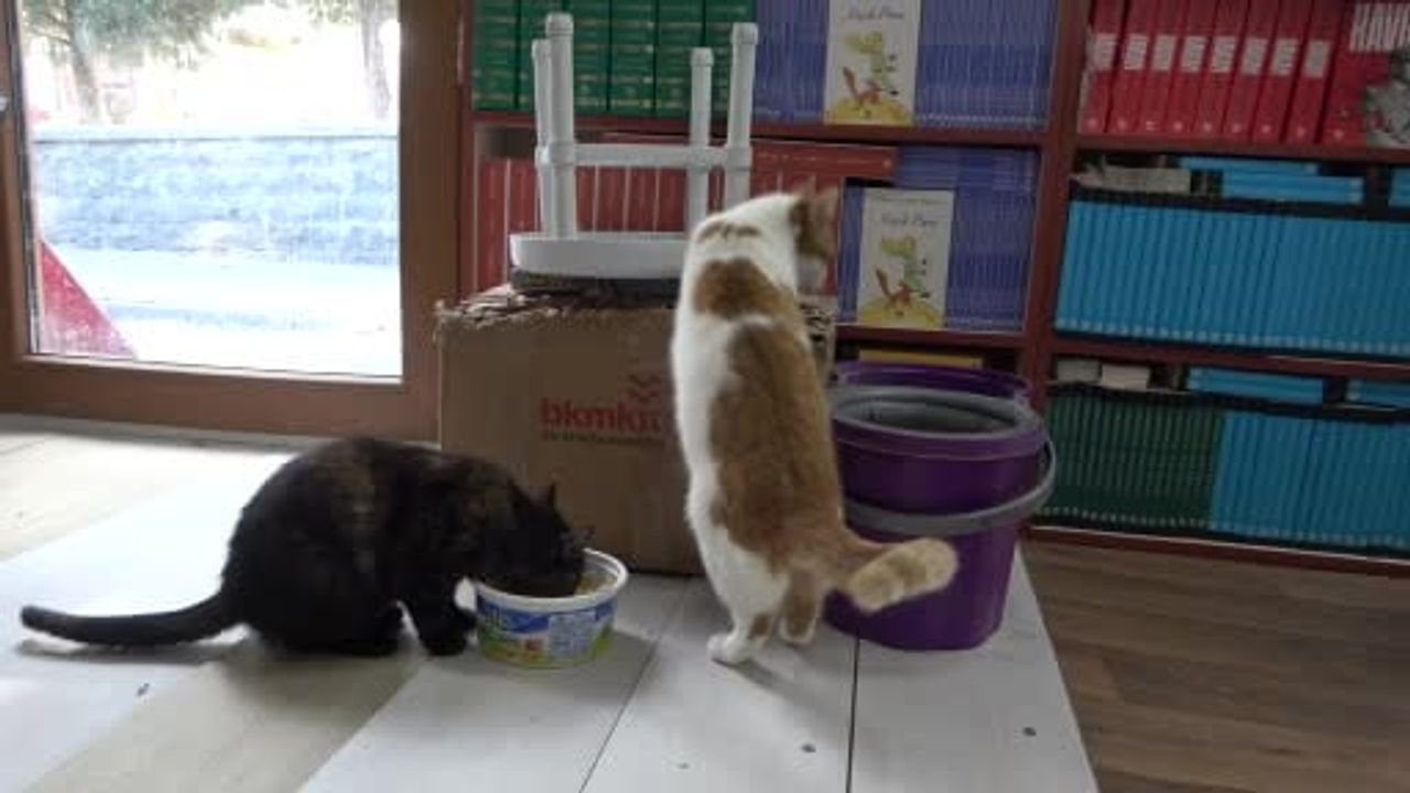 Malatya'da konteyner sahafı Cihan Dede, 22-23 sokak kedisine yuva oldu