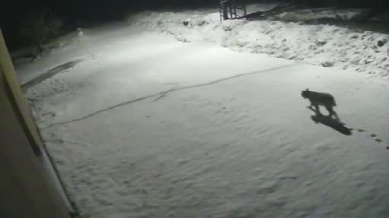 Malatya Hekimhan'da vaşak güvenlik kamerasında görüntülendi