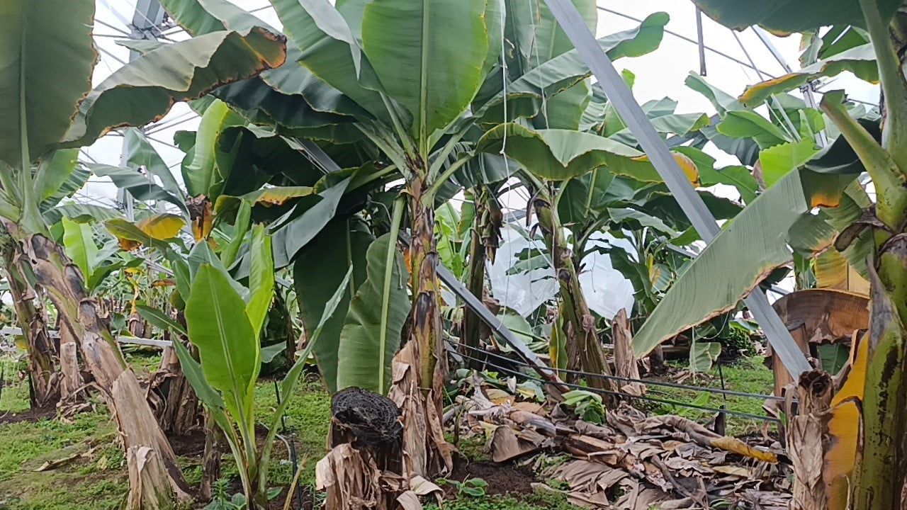 Manavgat’ta hortum 300 dönümlük seraları ve ağaçları yerinden söktü