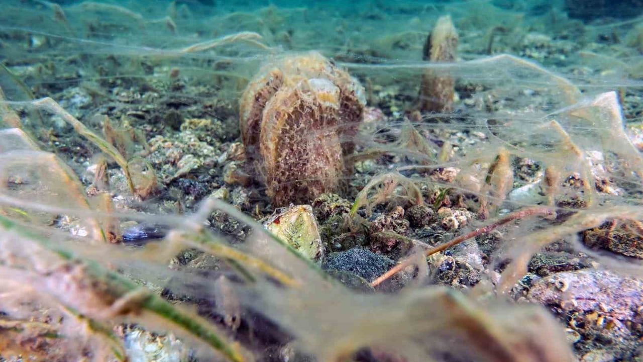 Marmara’da pinalar çoğalıyor — Deniz çayırları için umut