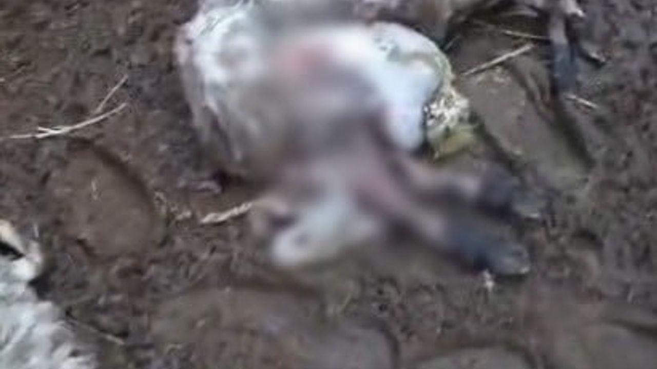 Menteşe’de kurt saldırısı: Muratlar Mahallesi'nde 3 koyun telef oldu