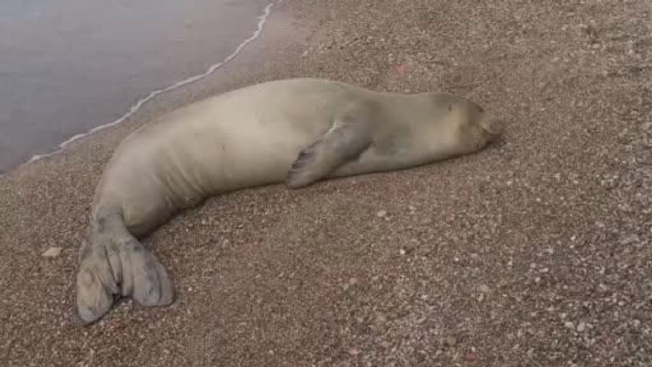 Mermerli Plajı’nda bulunan Akdeniz foku denize geri bırakıldı