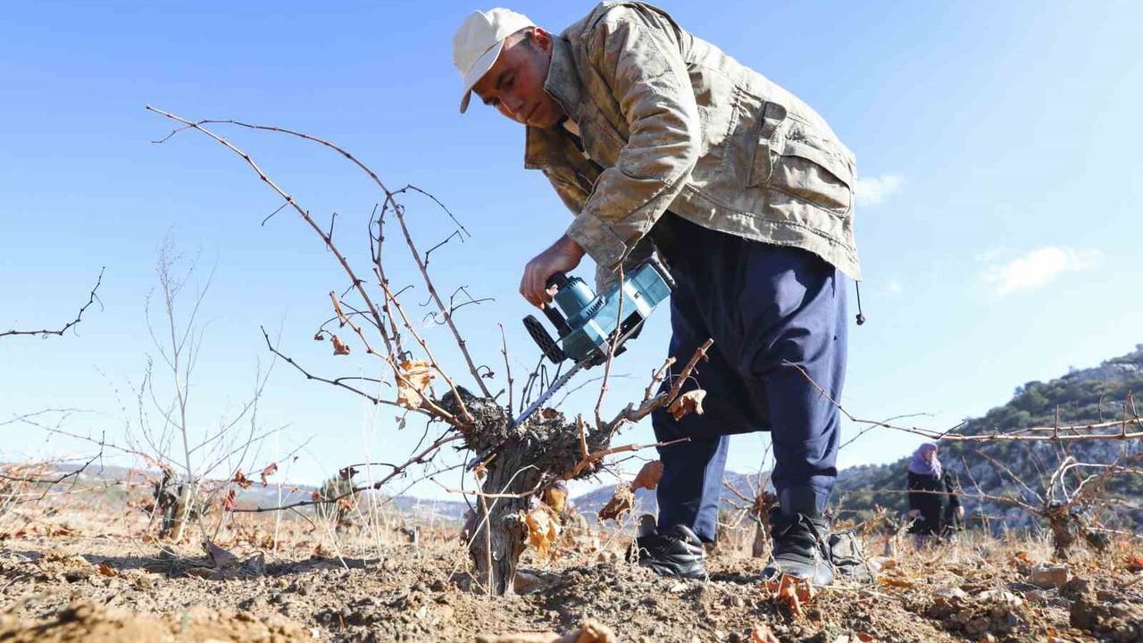 Mersin'de organik tarım sertifikasyonuyla üretim yaygınlaşıyor