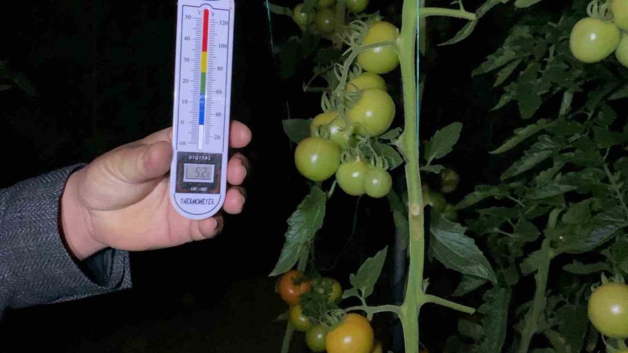 Mersin'de termometreler eksiye düştü, üreticiler zirai don nöbetinde