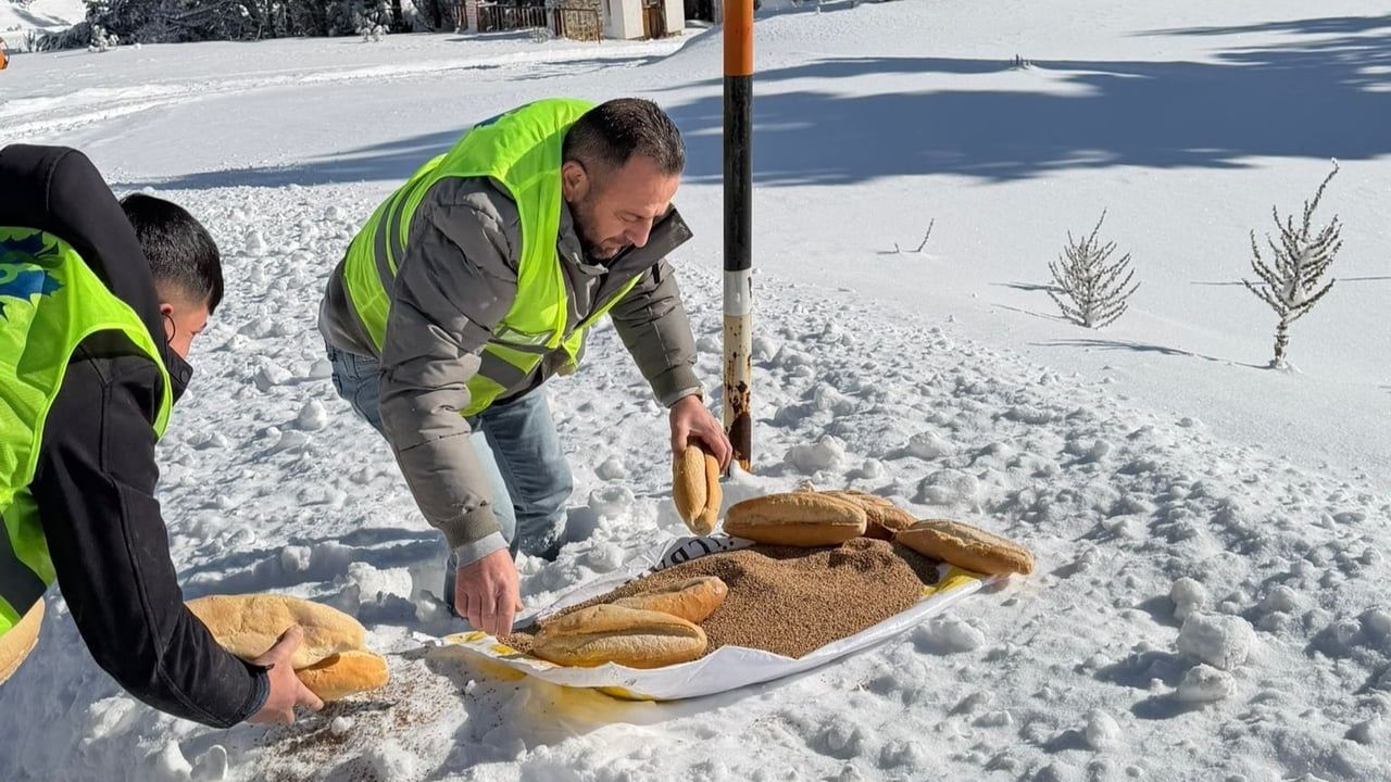 Merzifon'da yaban hayvanlarına ormanlık alanlara yem desteği