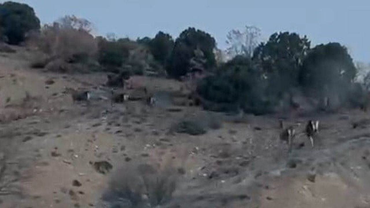 Mihalıççık'ta karayolundan kaçan 10 geyik görüntülendi