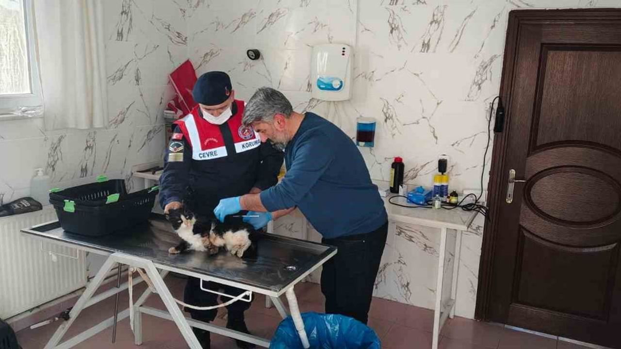 Motor içine sıkışan kedinin bacağı HAYDİ ekiplerince kurtarıldı