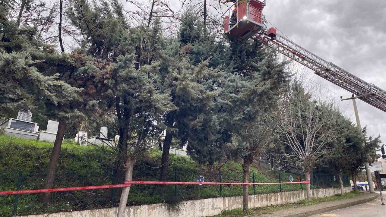 Mudanya’da lodos devirdi: Ağaç elektrik tellerine yaslandı