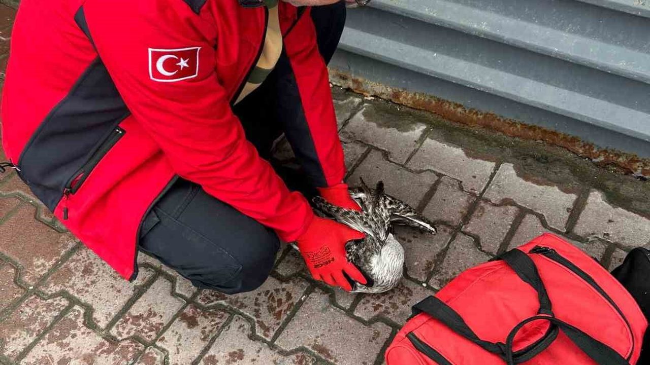 Mudanya’da oltaya takılan martı 911 ekiplerince kurtarıldı