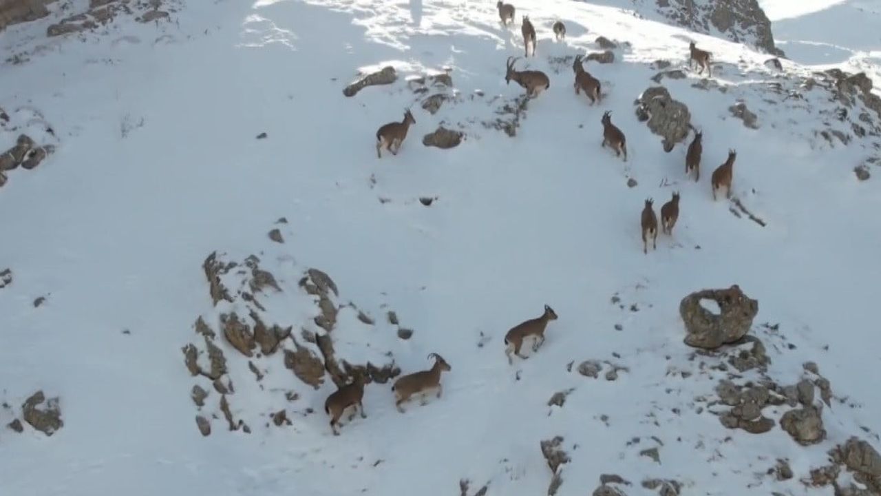 Munzur Dağları'nda Dağ Keçileri Drone Görüntülerinde
