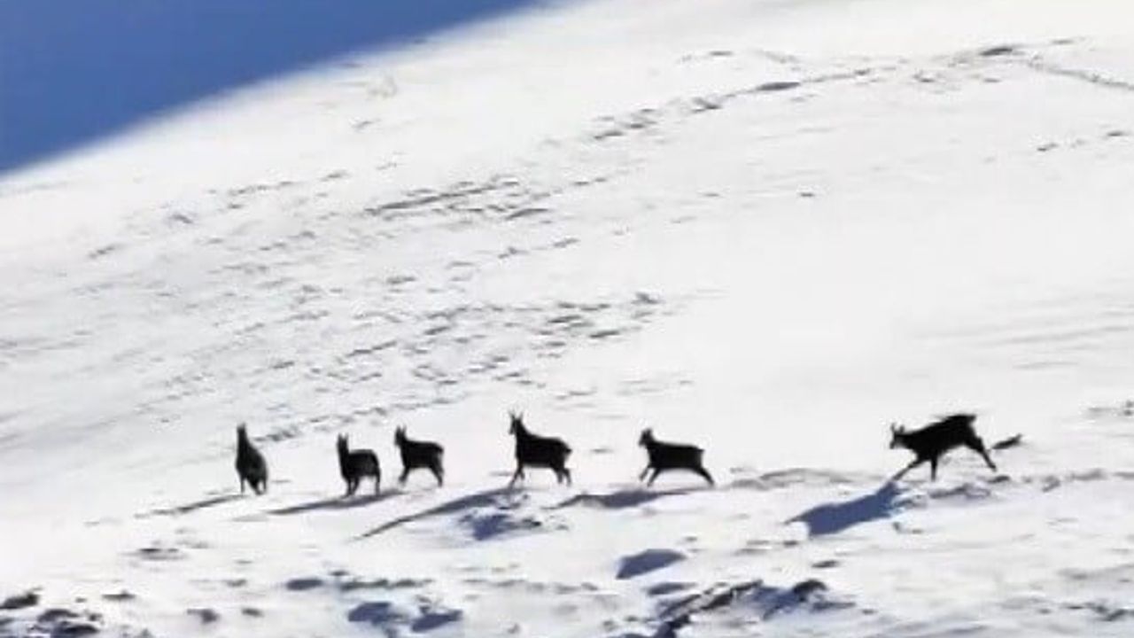 Munzur Dağları'nda şamua görüntüleri: karla örtülü zirveler dikkat çekti