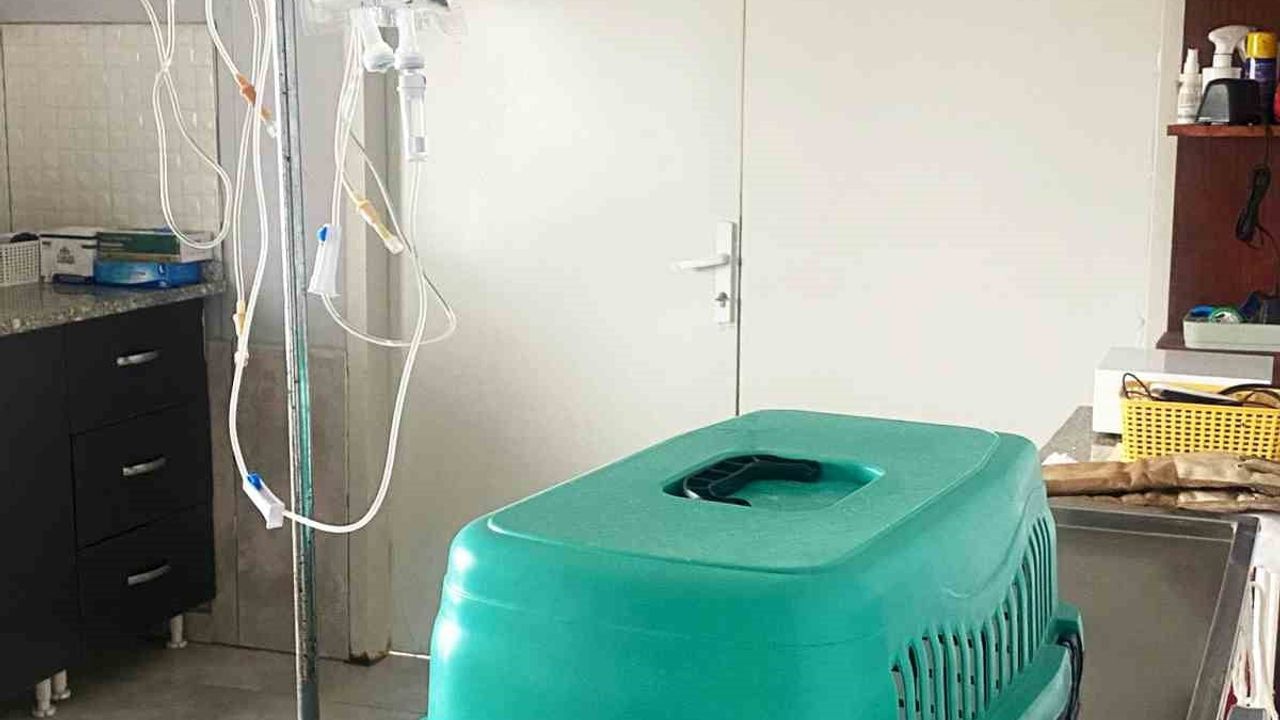 Muratlı'da Yaralı Şahin Koruma Altına Alındı