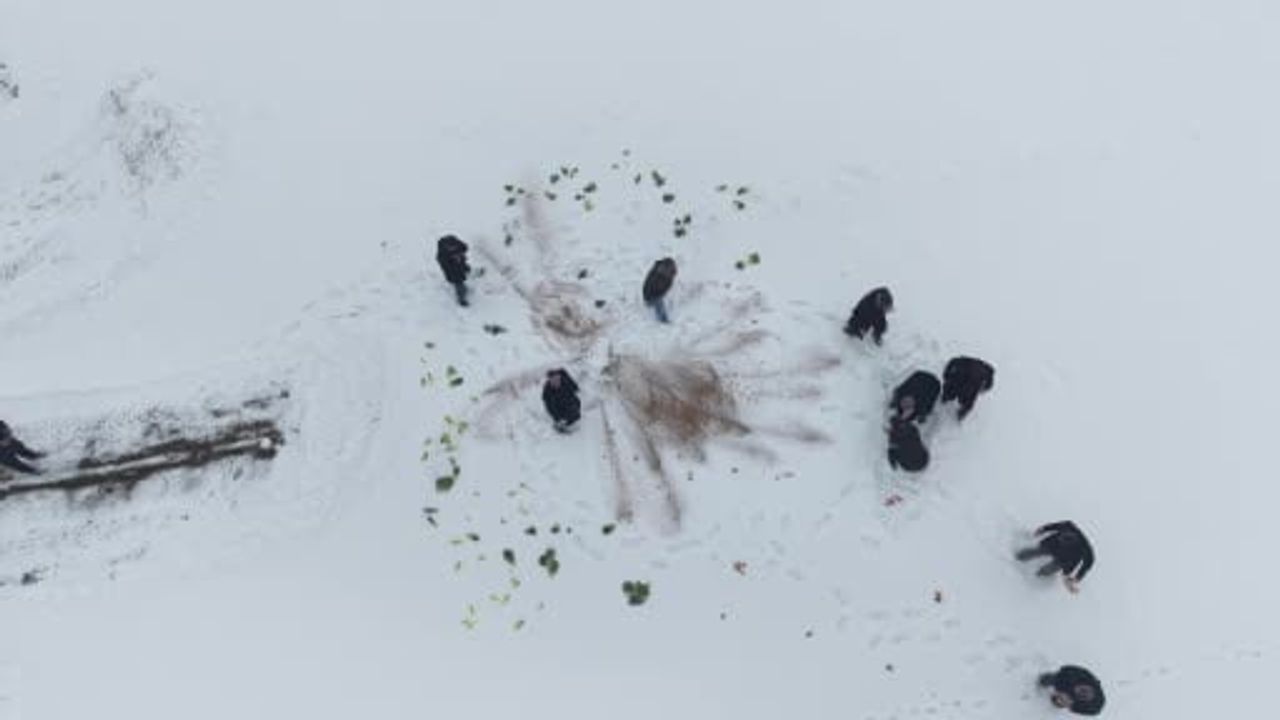 Muş Kırköy Belediyesi, Yaban Hayvanlarına Kış Boyunca Yem Bıraktı